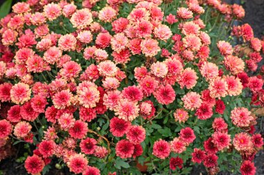 Terry kırmızı kasımpatı, bir parkta çiçek tarhında çiçek açar. Bahçede sonbahar kasımpatı çiçekleri var. Güzel, parlak sonbahar çiçekleri üst görünüm.