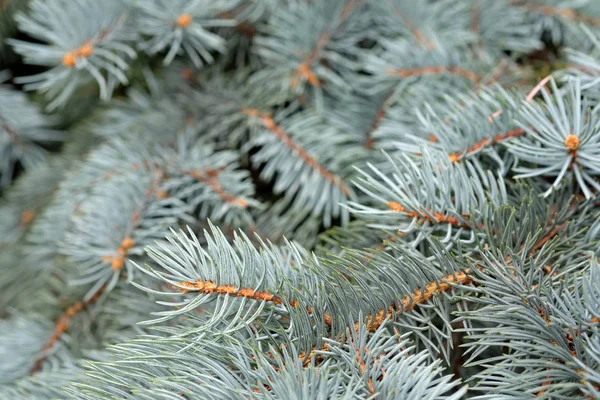 Branches Blue Spruce Close Blurred Focus Blue Spruce Prickly Spruce — Stock Photo, Image