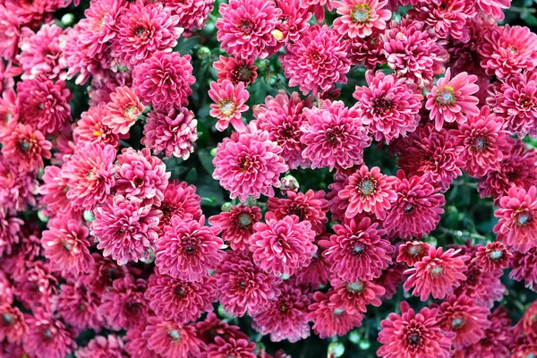 Terry Czerwone Chryzantemy Kwitną Kwietniowej Parku Zbliżenie Jesiennych Kwiatów Chryzantema — Zdjęcie stockowe