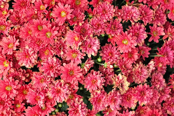 公園のクローズアップで花壇にテリー赤菊が咲きます 庭の背景に秋の菊の花 美しい明るい秋の花トップビュー — ストック写真