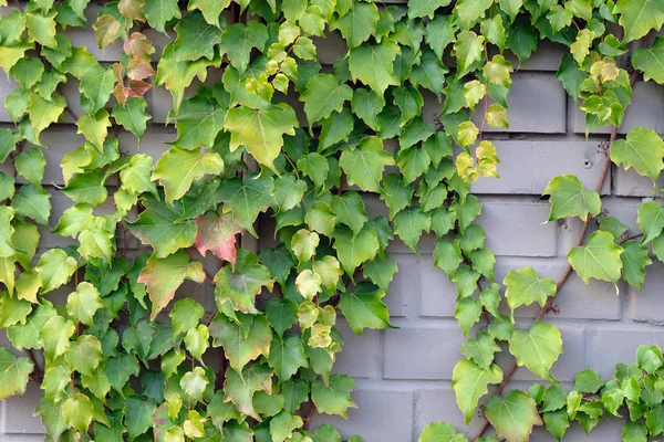 Decorative Climbing Plant Brick Wall Vine Thin Wooden Leaves Green — Stock Photo, Image