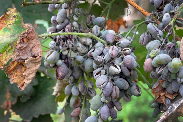 Bunches of grapes affected by powdery mildew or oidium with yellow leaves. Rotten grapes affected by fungal disease. Diseases of grapes in a summer cottage. — Stock Image Bunches Grapes Affected Powdery Mildew Oidium Yellow Leaves Rotten Grapes Stock Photo