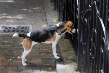 Köpek siyah, beyaz ve kahverengi benekli çitlere bakıyor. Köpek demir çitle ilgileniyor gibi görünüyor, arkasında neler olduğunu izliyor. Yürüyüş için komik hayvanlar..