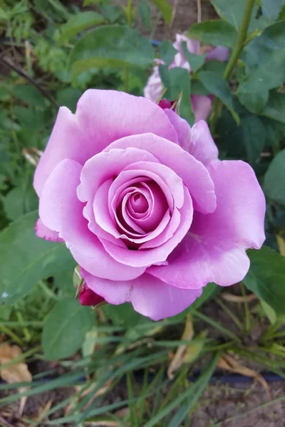 Лілак Піднявся Вершину Квітучі Троянди Саду — стокове фото