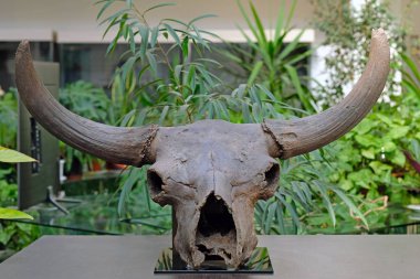 İlkel bir bizonun kafatası. Arkeolojik kazılar sırasında bir hayvanın kalıntıları bulundu. Bazı hayvan türlerinin neslinin tükenme tehlikesi.