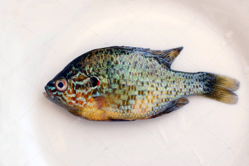 A pumpkinseed sunfish on a white plate. Lepomis gibbosus, a freshwater fish living in warm lakes. 