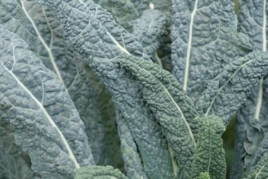 Kale yakın plan. Lahana adı verilen gri dalgalı lahana yaprakları..