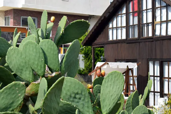 Big Succucent Cactus Green Leaves Close High Cactus Growing Natural — Stock Photo, Image