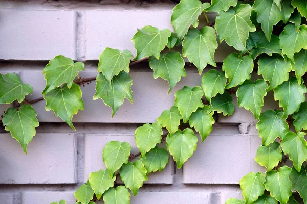 Decorative Climbing Plant Brick Wall Vine Thin Wooden Leaves Green — Stock Photo, Image