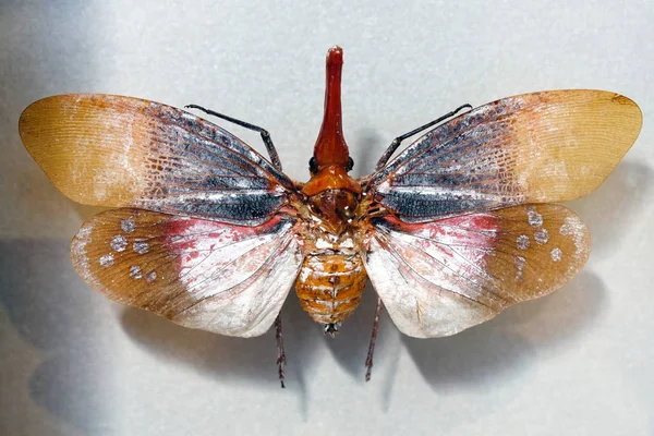 Lanterna Rossa Afhaena Submaculata Vicino Sebbene Abbia Due Paia Ali — Foto Stock