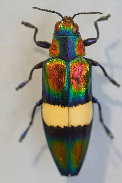 Megaloxantha bicolor is a species of metallic wood-boring beetles in the family Buprestidae. Large beetle in Malaysia.