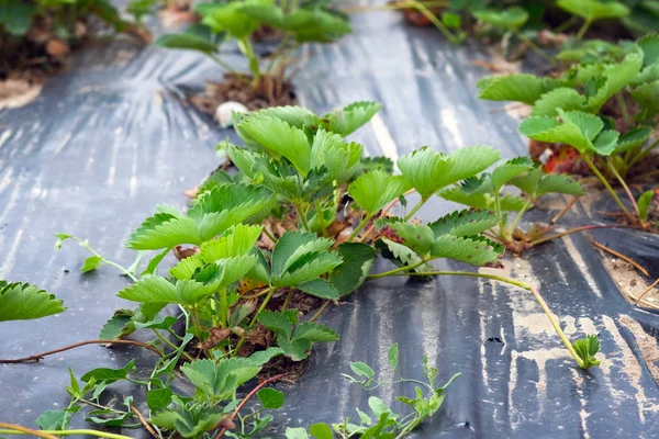 Aardbeien Met Groene Bladeren Aardbeien Groeien Onder Zwart Dekmateriaal Aardbeien — Stockfoto