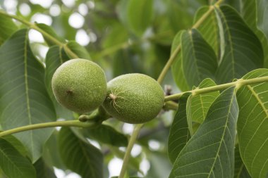 A green branch of a walnut, two fruits of an unripe nut.