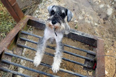 Minyatür Schnauzer yürüyüş yapıyor, sonbahar, yağmurlu gün. Gri bir köpek demir bir merdivende duruyor..