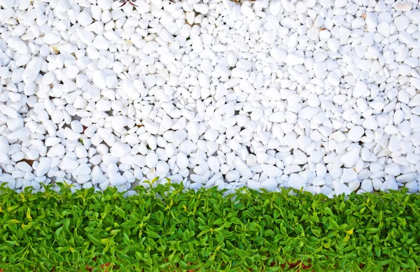 White Pebbles Green Shrubs Background White Stones Green Grass Can — Stock Photo, Image