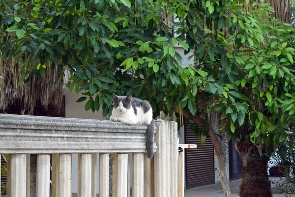 Γάτα Αναπαύεται Ένα Πέτρινο Φράχτη Στο Βάθος Των Δέντρων Και — Φωτογραφία Αρχείου