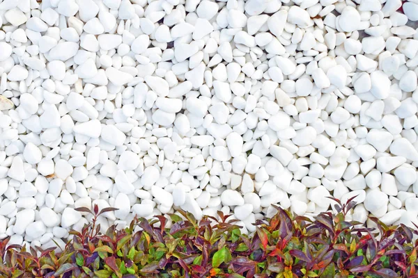 Hintergrund Weißer Kieselsteine Und Grüner Pflanzen Boden Gras Büsche Kann — Stockfoto