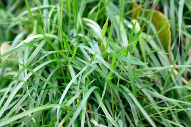 Bahçedeki yemyeşil çimenler. Çimenli çim manzarası değil. Genç yeşil çimen arka planı.