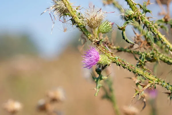 晴れた夏の日に畑の背景にピンクのアザミの花 ミルクアザミの薬用植物 近接小枝 — ストック写真