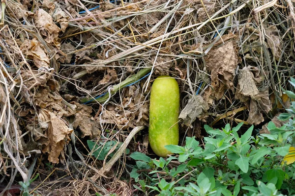 On the ground in a dry tops lies a green cucumber. Dried tops on a bed and a green cucumber on it. Autumn cleaning of the garden.