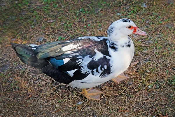 Kachna Farmě Zblízka Trávě Kráčí Kachna Bílými Prsy Černým Zeleným — Stock fotografie