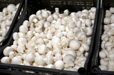 Mağaza raflarında siyah kutularda mantar şampiyonları. Süpermarketin sebze bölümü, beyaz Paris mantarları. Yakın plan..