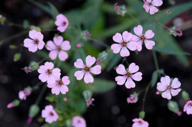 Bahçedeki çigila gülü çalısı. Pembe Yıldız (Pembe Yıldız) - Çiçekler koyu pembe Terry çiçekleri. Küçük pembe çiçekler üst görünüm.