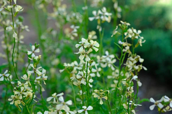 Arugula Verde Înflorește Flori Albe Cultivarea Ierburilor Parfumate Grădină Flori — Fotografie, imagine de stoc