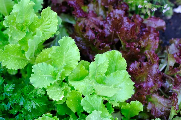 Brown and red lettuce on a garden bed top view. Wet, juicy leaves of lettuce grow on a summer cottage. Growing greens for making salad. Vegetarian diet.