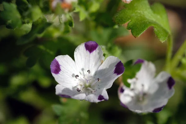 Νεμοφίλα Λουλούδι Στον Κήπο Από Κοντά Μικρά Λευκά Λουλούδια Μωβ — Φωτογραφία Αρχείου