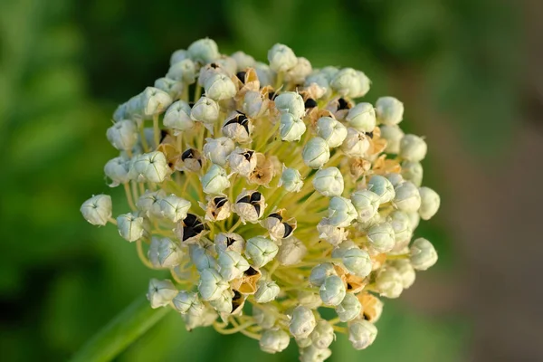 Inflorescența Sferică Ceapei Aproape Semințe Ceapă Neagră Grădina Legume Seminte — Fotografie, imagine de stoc