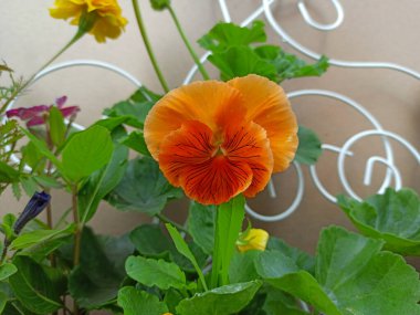 Turuncu keman çiçeği yaklaş. Evin terasını dekore etmek için tencerede Viola çiçeği. küçük portakal çiçeği.
