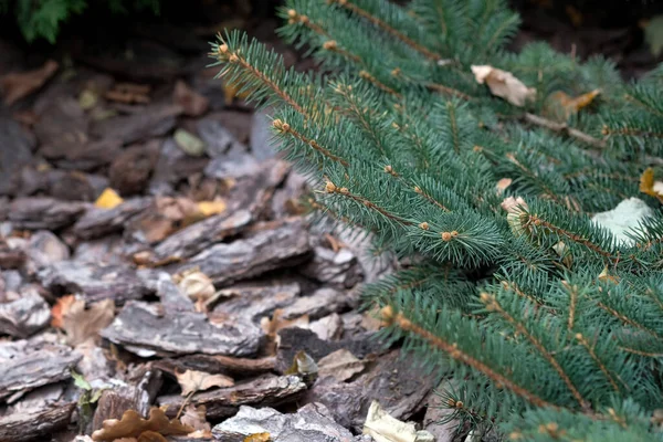 Ramas Árbol Navidad Sobre Fondo Pino Mulch Corteza Coníferas Mulcha — Foto de Stock