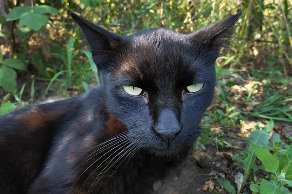 Museau D Un Chat Noir Gros Plan Sur Un Fond De Potager Avec Herbe Verte Chat Museau D Un Chat Noir Gros Plan Sur Un Fond De Potager Avec Herbe Verte Chat