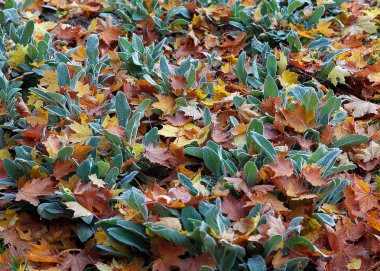 parkta sonbahar yaprakları ile halı