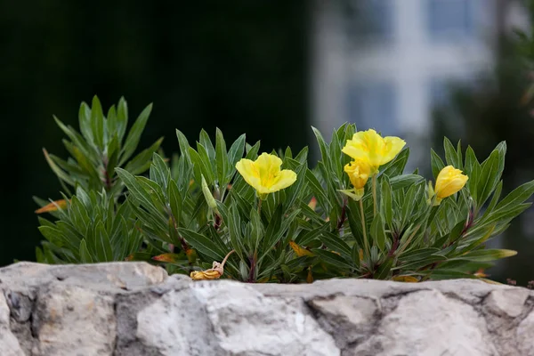 yellow flowers on wawel castle lawn
