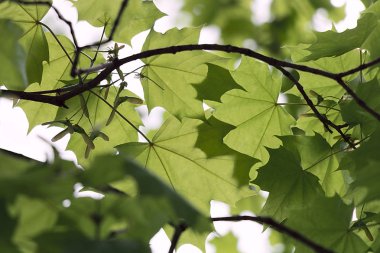 bir akçaağaç ağacının yeşil yaprakları
