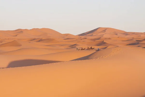 Marokko, Merzouga, erg Chebbi duinen, toeristen rijden kamelen — Stockfoto