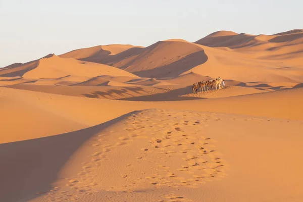 Marokkó, Merzouga, ERG Chebbi dűnék, a turisták lovas tevék — Stock Fotó