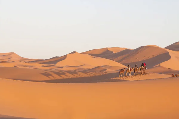 Marokko, Merzouga, erg Chebbi duinen, toeristen rijden kamelen — Stockfoto