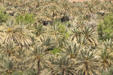 Fas, Ait Ijjou Tinghir, Oasis, Tarih Palm Orchard tarafından,