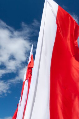  Rüzgarda dalgalanan çoklu Polonya bayrakları, güneş ışığı,
