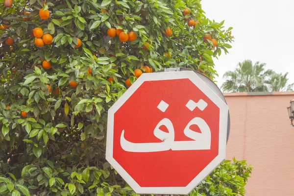 摩洛哥阿拉伯语的停车路标 后面是桔树 — 图库照片