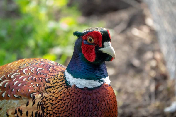 Male Ring Necked Pheasant Spring — Stock Photo, Image