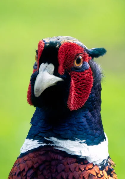 Male Ring Necked Pheasant Spring — Stock Photo, Image