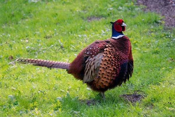 Male Ring Necked Pheasant Spring — Stock Photo, Image