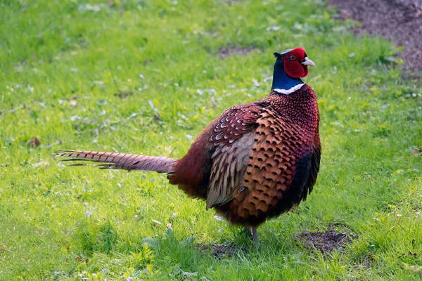 Male Ring Necked Pheasant Spring — Stock Photo, Image