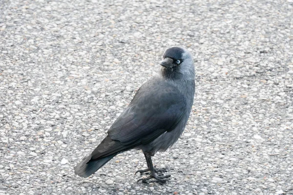 Jackdaw Morning Stroll Sidewalk — Stock Photo, Image