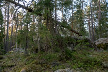 Büyük kayalar ile orman