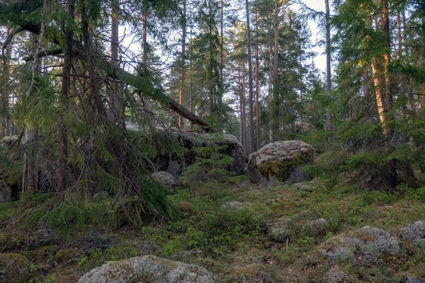 Foresta Con Grandi Massi — Foto Stock